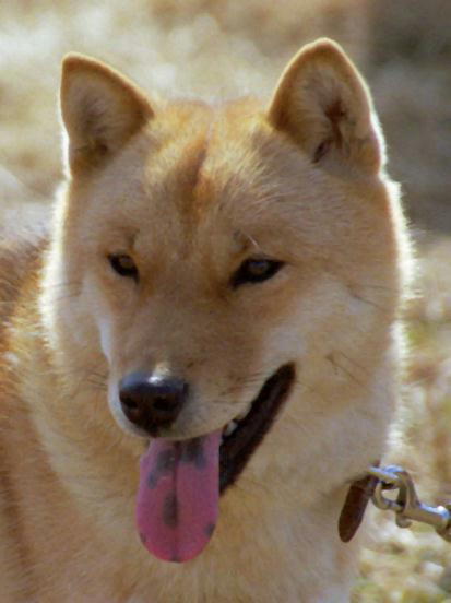 RAM's puppies HokkaidoInu Museum Ainu Dog in JAPAN