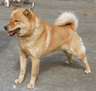 Hookaido-Inu SOU