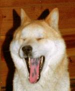 北海度犬 舌班 ユポ