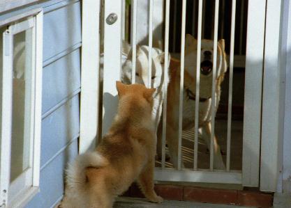 北海道犬　ラム　ユポ