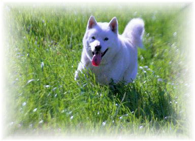 Hokkaido-Inu AK