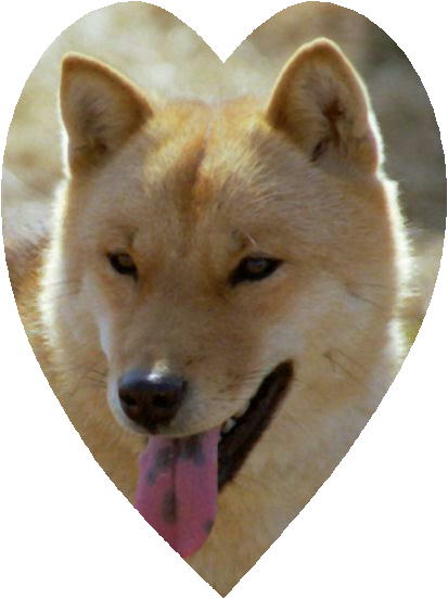 Hokkaido-Inu black tongue
