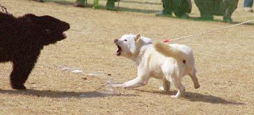 北海道犬　獣猟競技会