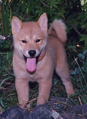 北海道犬　セタ