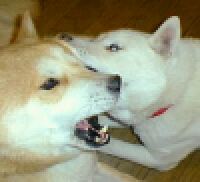 北海道犬 咬み合い ユポ アク